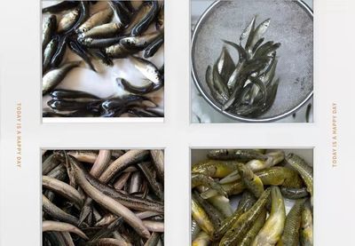 新鮮龍魚須怎么清洗干凈:如何清洗新鮮龍魚須 龍魚百科 第2張 新鮮龍魚須怎么清洗干凈:如何清洗新鮮龍魚須 新鮮龍魚須怎么清洗干凈:如何清洗新鮮龍魚須 龍魚百科 第2張