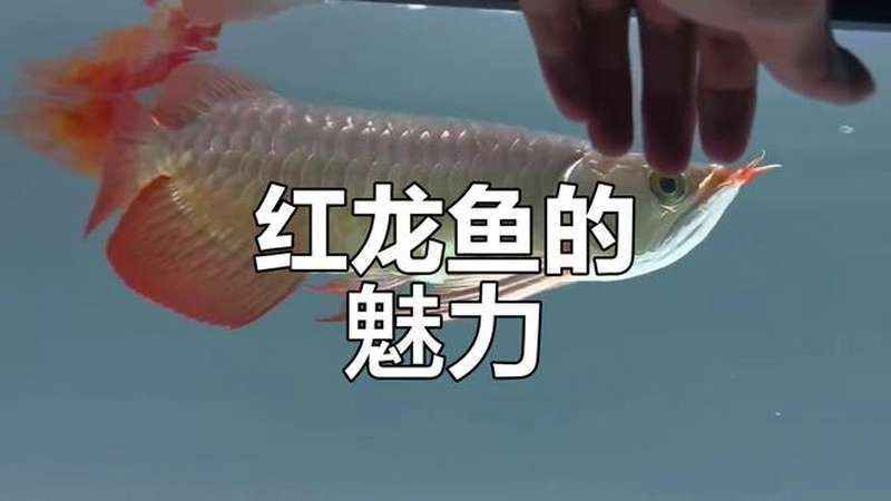 紅龍魚的介紹視頻大全播放