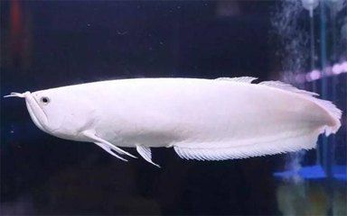 銀龍魚產卵代表什么（銀龍魚產卵是吉祥的征兆，家里養的魚產卵是吉祥的征兆）