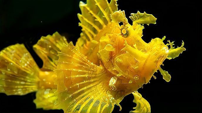 海里有金龍魚嗎