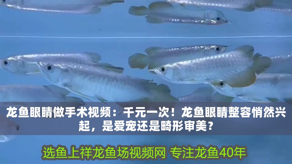 龍魚眼睛做手術(shù)視頻：千元一次！龍魚眼睛整容悄然興起，是愛(ài)寵還是畸形審美？