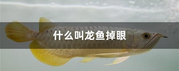 龍魚什么叫掉眼：龍魚掉眼是怎么回事