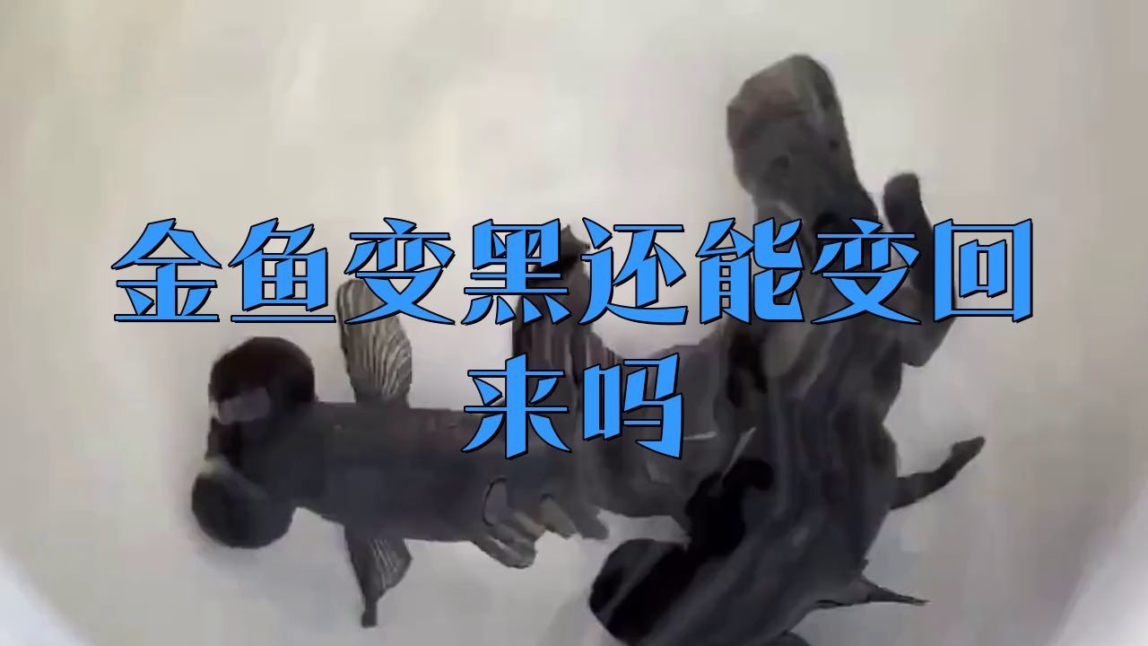 金魚發黑后還能恢復原色嗎？ 金魚發黑后還能恢復原色嗎？ 龍魚百科 第2張