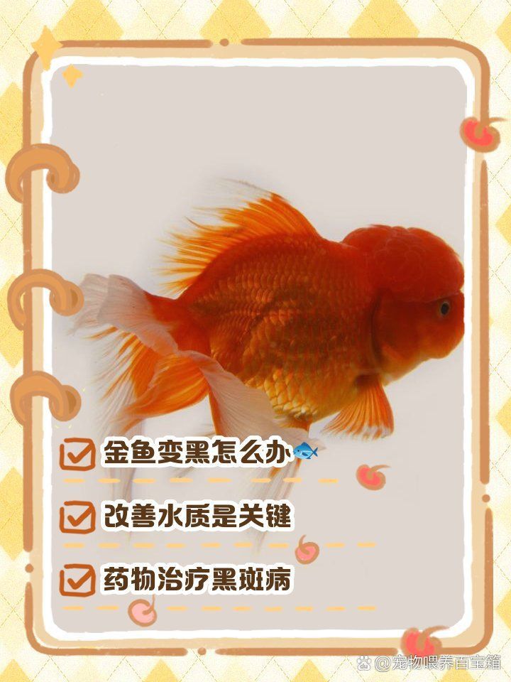 金魚發黑后還能恢復原色嗎？ 金魚發黑后還能恢復原色嗎？ 龍魚百科 第1張