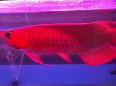 紅細胞龍魚簡介：紅細胞龍魚是一種什么樣的魚？