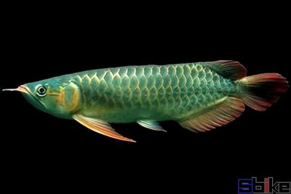 銀龍魚掉鱗片怎么回事啊圖片大全