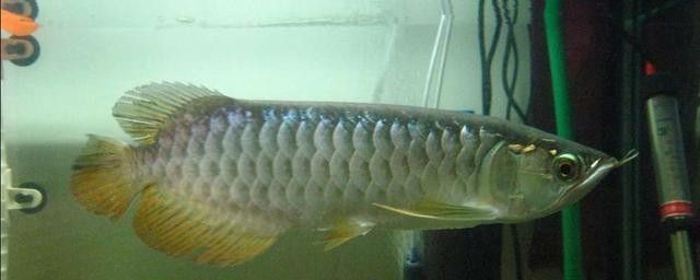銀龍魚掉鱗片怎么回事啊圖片大全
