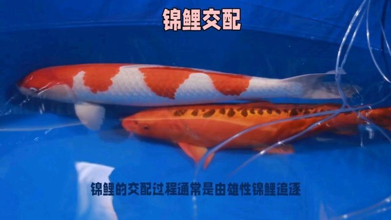 龍鳳魚繁殖需要注意什么？