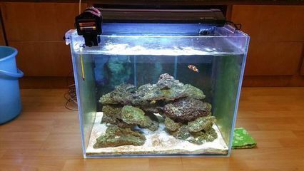 龍魚缸養海水魚：龍魚缸養海水魚的養海水魚的注意事項養海水魚的注意事項