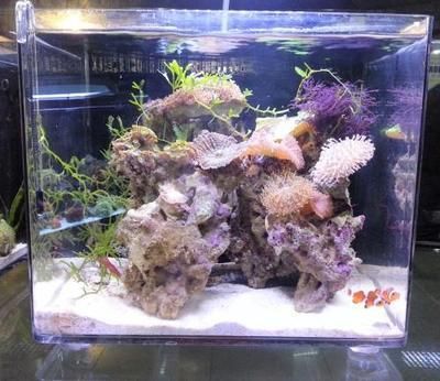 龍魚缸養海水魚：龍魚缸養海水魚的養海水魚的注意事項養海水魚的注意事項