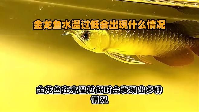 龍魚冬天不保溫會死嗎為什么