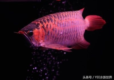 龍魚吃什么長的快一點：龍魚喂食指南