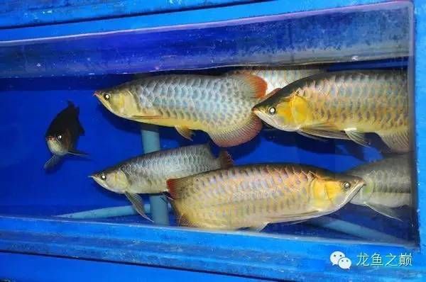 龍魚的原產(chǎn)地是南美洲亞馬遜流域，并受到國際公約的保護：龍魚的歷史起源