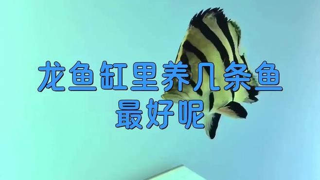 金龍魚最適合養幾條？
