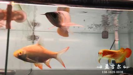 龍魚祥龍魚場：快速訪問,龍魚批發,馬來西亞祥龍魚場