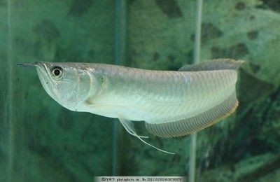 幫我看一下銀龍魚的照片大全：關于銀龍魚的一些信息
