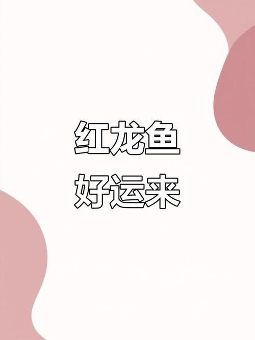 極品紅龍魚圖片