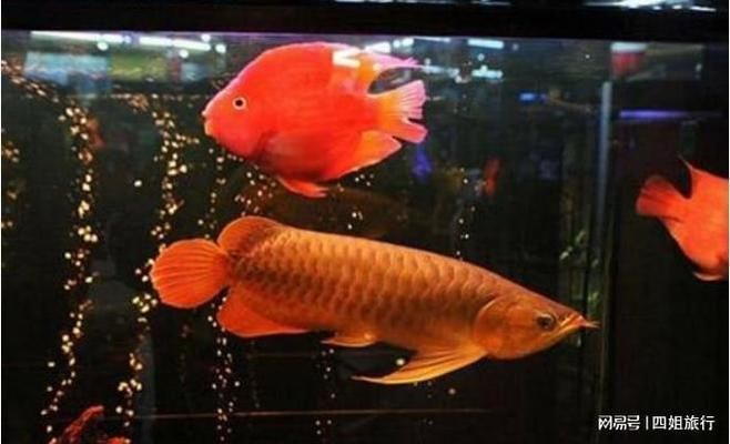 中山金龍魚專賣店電話號碼