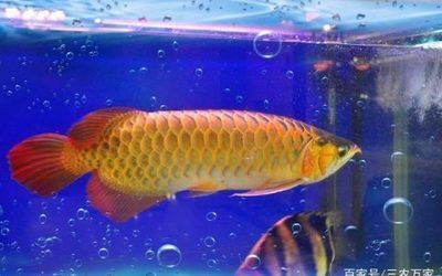 中山金龍魚專賣店電話號碼