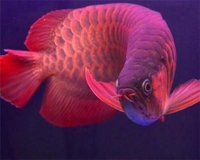紅龍魚最貴的魚排名第一（世界上最貴的觀賞魚是什么魚血紅龍魚500萬）