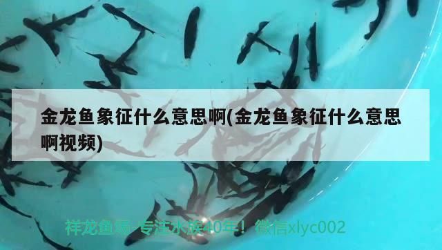 金龍魚古典是什么意思，古典金龍魚古典與現(xiàn)代設(shè)計融合案例,古典金龍魚品種鑒賞指南