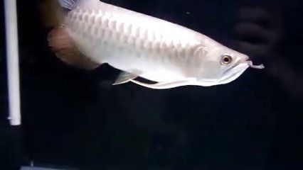 龍魚定期檢疫用什么：龍魚定期檢疫的方法