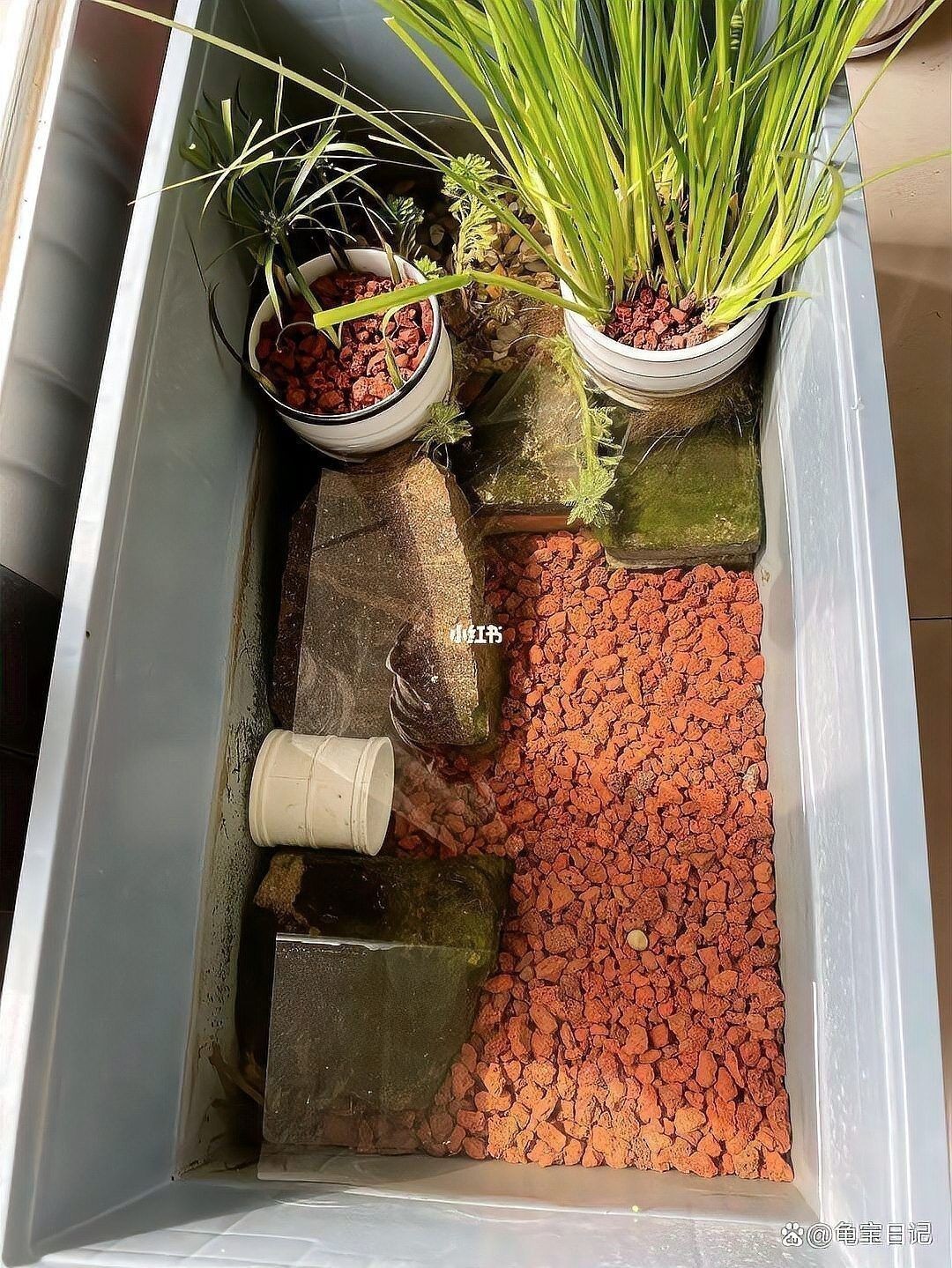 龍魚和烏龜混養需要多大的水族箱？ 龍魚和烏龜混養需要多大的水族箱？ 龍魚百科 第8張