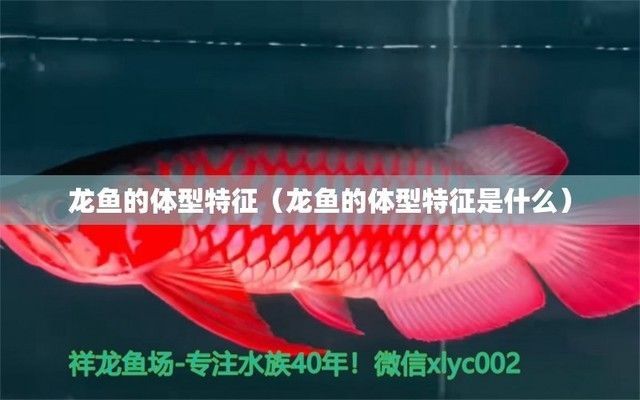 龍魚寬身與長身的區別（寬身龍魚與長身龍魚的區別）