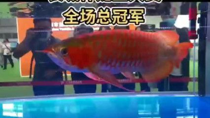 龍魚比賽，總獎金高達72萬，全球頂級龍魚賽事來了！：全球頂級龍魚賽事來了 龍魚比賽，總獎金高達72萬，全球頂級龍魚賽事來了！：全球頂級龍魚賽事來了 龍魚百科 第3張
