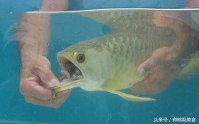 金龍魚嘴巴里有小魚：為什么金龍魚嘴巴里有小魚？