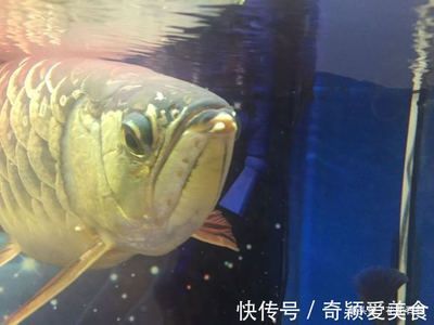 金龍魚嘴巴里有小魚：為什么金龍魚嘴巴里有小魚？