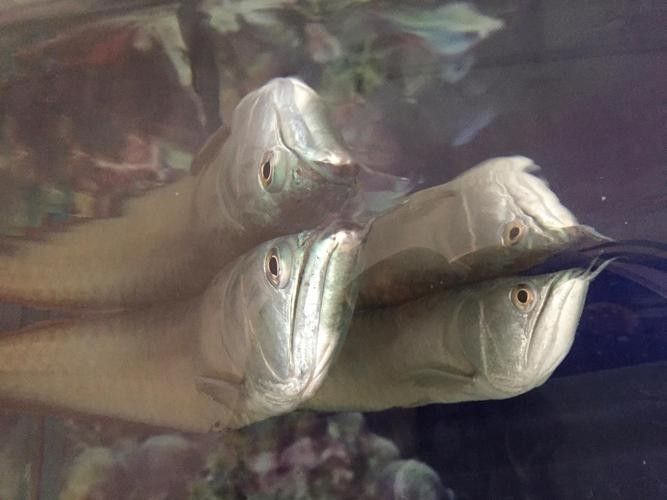 銀龍魚下蛋能孵化嗎圖片 銀龍魚下蛋能孵化嗎圖片 龍魚百科 第7張