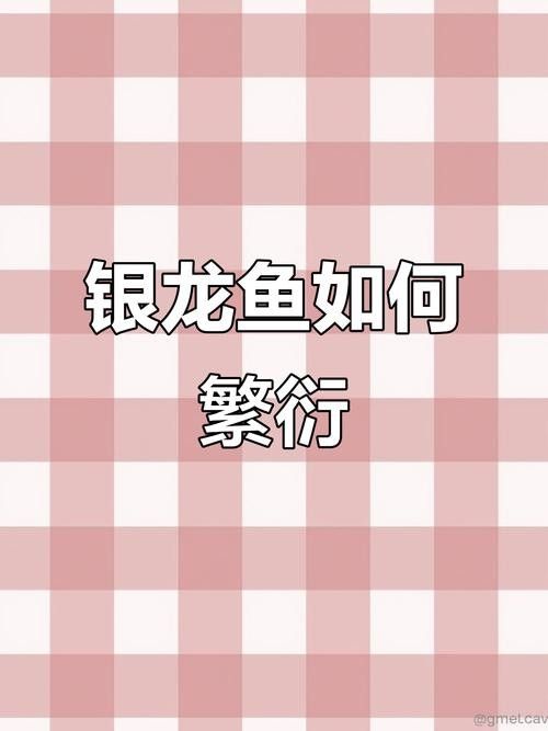 銀龍魚下蛋能孵化嗎圖片 銀龍魚下蛋能孵化嗎圖片 龍魚百科 第16張