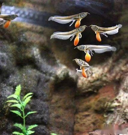 銀龍魚下蛋能孵化嗎圖片 銀龍魚下蛋能孵化嗎圖片 龍魚百科 第10張