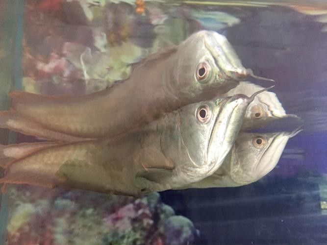 銀龍魚下蛋能孵化嗎圖片 銀龍魚下蛋能孵化嗎圖片 龍魚百科 第12張