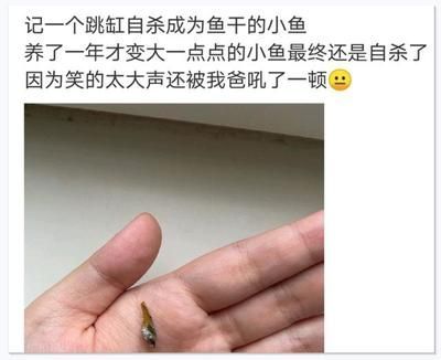 龍魚爛尾巴最簡單治療：龍魚爛尾如何預防