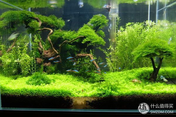 龍魚缸改草缸造景:龍魚缸改草缸造景的詳情 龍魚百科 第1張 龍魚缸改草缸造景:龍魚缸改草缸造景的詳情 龍魚缸改草缸造景:龍魚缸改草缸造景的詳情 龍魚百科 第1張