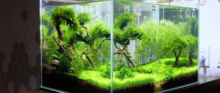 龍魚缸改草缸造景:龍魚缸改草缸造景的詳情 龍魚百科 第2張 龍魚缸改草缸造景:龍魚缸改草缸造景的詳情 龍魚缸改草缸造景:龍魚缸改草缸造景的詳情 龍魚百科 第2張