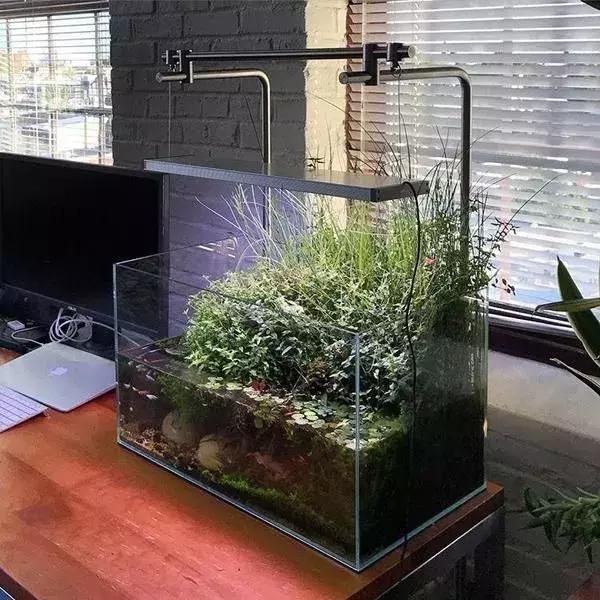 龍魚缸改草缸造景:龍魚缸改草缸造景的詳情 龍魚百科 第3張 龍魚缸改草缸造景:龍魚缸改草缸造景的詳情 龍魚缸改草缸造景:龍魚缸改草缸造景的詳情 龍魚百科 第3張