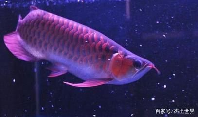 紅龍魚拍賣價格記錄查詢表圖片大全（紅龍魚拍賣價格記錄查詢表圖片大全集） 紅龍魚拍賣價格記錄查詢表圖片大全（紅龍魚拍賣價格記錄查詢表圖片大全集） 龍魚百科
