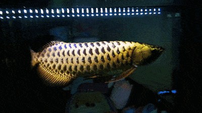 龍魚背部長白毛：龍魚背部長白毛怎么辦