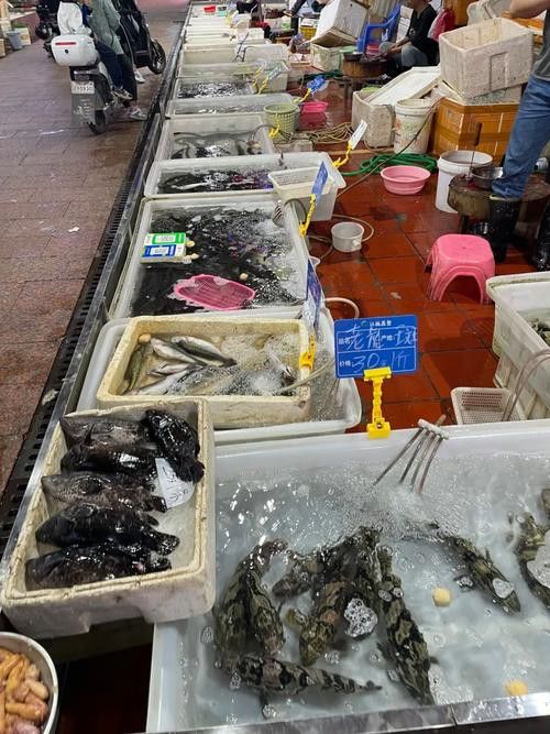 廣州最大的龍魚批發市場在哪里啊圖片