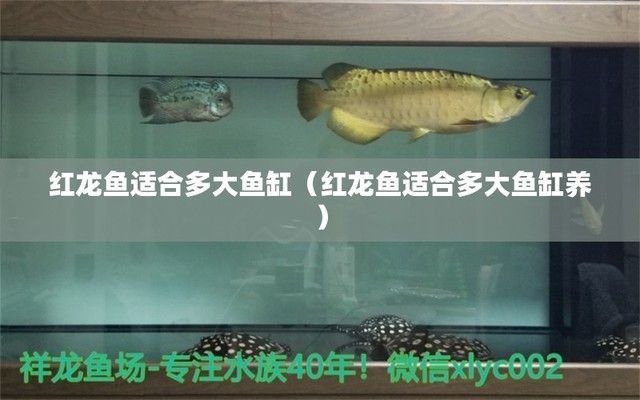紅龍魚的最大尺寸（紅龍魚養殖環境要求，紅龍魚最佳飼養溫度，如何提高紅龍魚壽命） 紅龍魚的最大尺寸（紅龍魚養殖環境要求，紅龍魚最佳飼養溫度，如何提高紅龍魚壽命） 龍魚百科 第2張