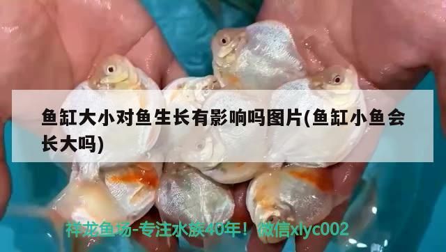 魚缸大小對魚生長有影響嗎圖片(魚缸小魚會長大嗎)