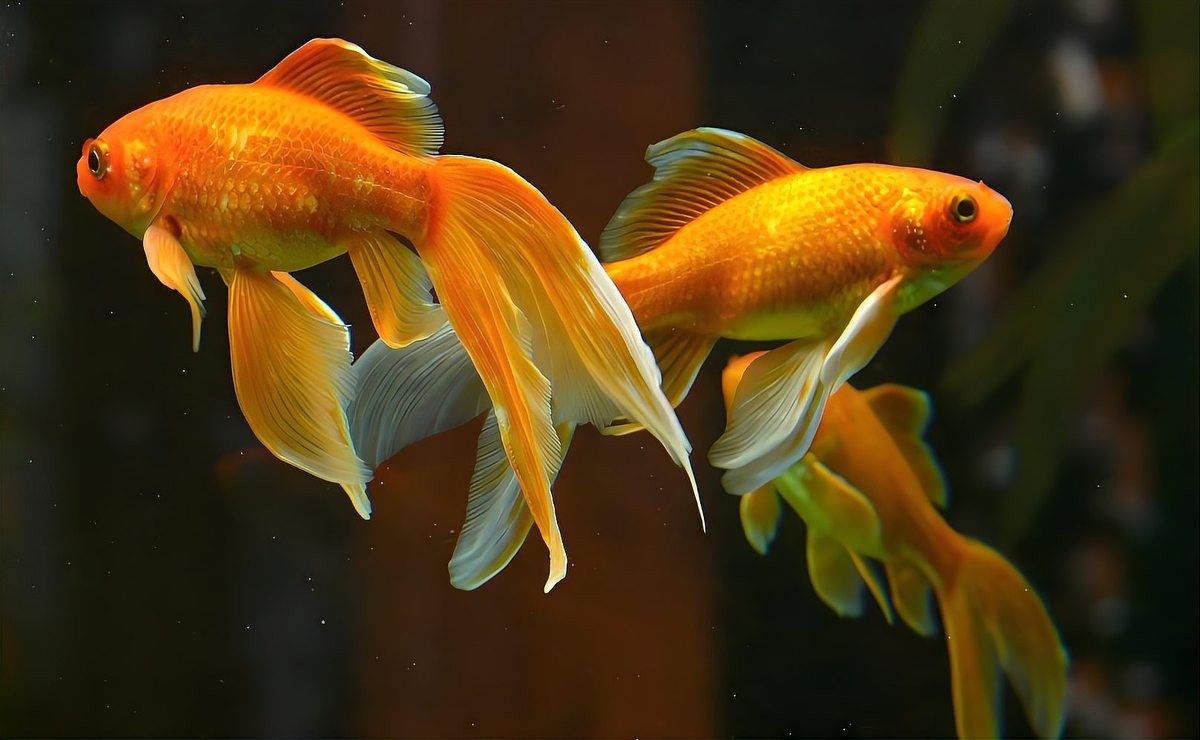 龍魚應激狀態(tài)會持續(xù)多久？