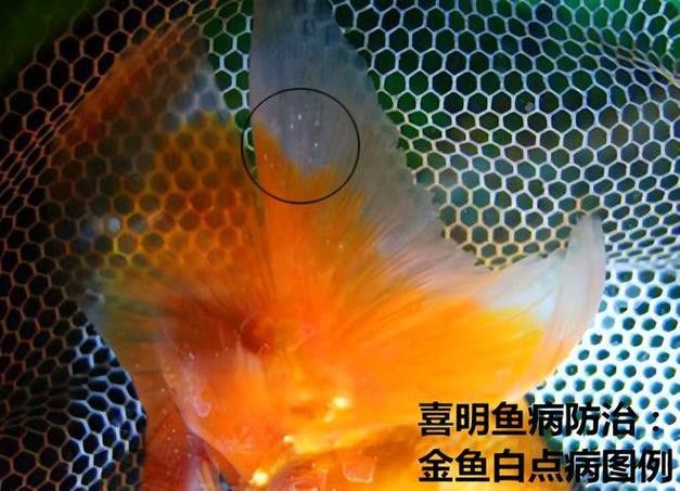 金龍魚眼睛有白點怎么回事圖片 龍魚百科 第10張 金龍魚眼睛有白點怎么回事圖片 金龍魚眼睛有白點怎么回事圖片 龍魚百科 第10張