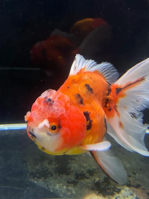 金龍魚眼睛有白點怎么回事圖片 龍魚百科 第14張 金龍魚眼睛有白點怎么回事圖片 金龍魚眼睛有白點怎么回事圖片 龍魚百科 第14張