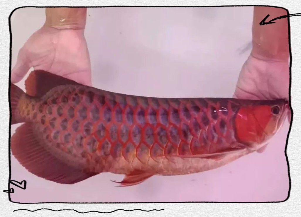 橙紅龍魚發(fā)色過程圖片欣賞大全