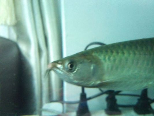 過背金龍魚怎么養才好：過背金龍魚怎么養才好，過背金龍魚的養殖方法是什么