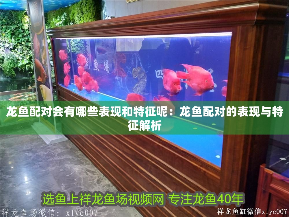 龍魚配對會有哪些表現(xiàn)和特征呢：龍魚配對的表現(xiàn)與特征解析